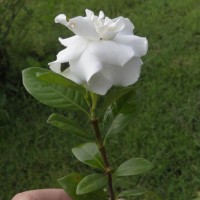 Gardenia jasminoides J.Ellis